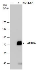 ARID5A Antibody in Western Blot (WB)