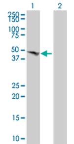 BMP-7 Antibody in Western Blot (WB)