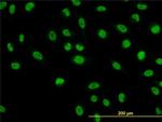 NFIC Antibody in Immunocytochemistry (ICC/IF)