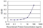 RING1 Antibody in ELISA (ELISA)