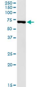 USH1C Antibody in Immunoprecipitation (IP)