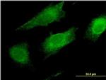 LFG Antibody in Immunocytochemistry (ICC/IF)