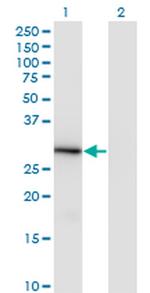 LFG Antibody in Western Blot (WB)