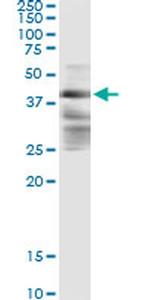 ZFYVE19 Antibody in Immunoprecipitation (IP)