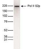 Phospho-RNA pol II CTD (Ser2) Antibody in Western Blot (WB)