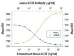 M-CSF Antibody