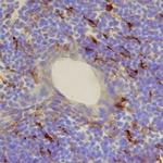 CCL21 Antibody in Immunohistochemistry (Frozen) (IHC (F))