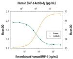 BMP-6 Antibody in Neutralization (Neu)