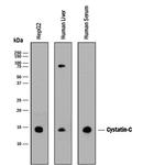 Cystatin C Antibody in Western Blot (WB)