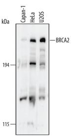 BRCA2 Antibody in Western Blot (WB)