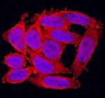 FGF20 Antibody in Immunocytochemistry (ICC/IF)