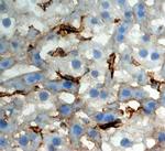 CLEC4F Antibody in Immunohistochemistry (Frozen) (IHC (F))