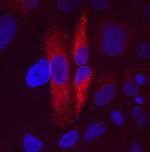 FAM3C Antibody in Immunocytochemistry (ICC/IF)