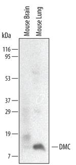 CXCL17 Antibody in Western Blot (WB)