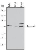 PYGO2 Antibody in Western Blot (WB)