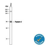 PYGO2 Antibody in Western Blot (WB)