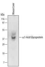 Orm1 Antibody in Western Blot (WB)