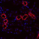 Uromodulin Antibody in Immunohistochemistry (Frozen) (IHC (F))