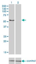 IRX6 Antibody in Western Blot (WB)