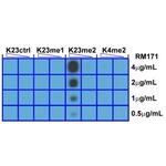 H3K23me2 Antibody in Dot Blot (DB)