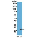 H3K23me2 Antibody in Western Blot (WB)