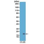 H3K18me1 Antibody in Western Blot (WB)