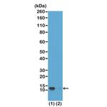 Phospho-Histone H4 (Ser1) Antibody in Western Blot (WB)