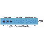 5-Hydroxymethylcytosine Antibody in Dot Blot (DB)