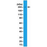 Acetyl-CoA Carboxylase Antibody in Western Blot (WB)