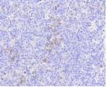 MLKL Antibody in Immunohistochemistry (Paraffin) (IHC (P))