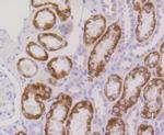 RPS3 Antibody in Immunohistochemistry (Paraffin) (IHC (P))