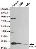 RAB2A Antibody in Western Blot (WB)