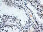 NTF3 Antibody in Immunohistochemistry (Paraffin) (IHC (P))