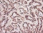 NTF4 Antibody in Immunohistochemistry (Paraffin) (IHC (P))