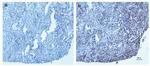 NTF3 Antibody in Immunohistochemistry (Paraffin) (IHC (P))