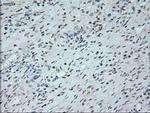 Neurogenin 1 Antibody in Immunohistochemistry (Paraffin) (IHC (P))
