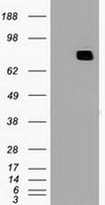 MX1 Antibody in Western Blot (WB)