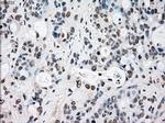 RAD9 Antibody in Immunohistochemistry (Paraffin) (IHC (P))