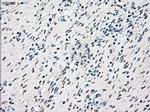 RAD9 Antibody in Immunohistochemistry (Paraffin) (IHC (P))