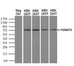 Kindlin 2 Antibody in Western Blot (WB)