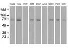 Kindlin 2 Antibody in Western Blot (WB)