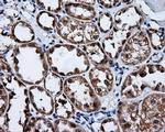 FKBP12 Antibody in Immunohistochemistry (Paraffin) (IHC (P))