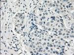 PDE10A Antibody in Immunohistochemistry (Paraffin) (IHC (P))