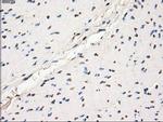 GBP2 Antibody in Immunohistochemistry (Paraffin) (IHC (P))