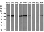 IFIT3 Antibody in Western Blot (WB)