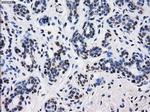 BTN3A2 Antibody in Immunohistochemistry (Paraffin) (IHC (P))