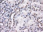 BTN3A2 Antibody in Immunohistochemistry (Paraffin) (IHC (P))