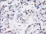 BTN3A2 Antibody in Immunohistochemistry (Paraffin) (IHC (P))