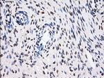 BTN3A2 Antibody in Immunohistochemistry (Paraffin) (IHC (P))