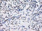 BTN3A2 Antibody in Immunohistochemistry (Paraffin) (IHC (P))